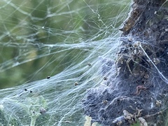 Allagelena gracilens