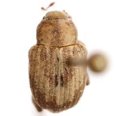 Neochetina eichhorniae