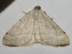 Taeniogramma octolineata