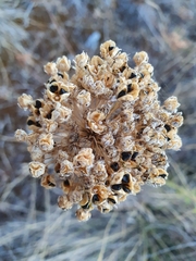 Achillea ageratum