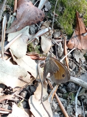 Hyponephele lycaon