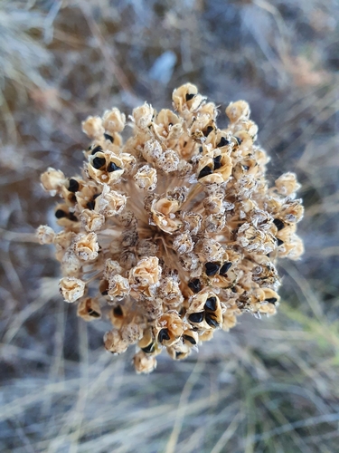 Image of Achillea ageratum by (c) João Valença, some rights reserved (CC BY-SA)