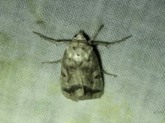 Hexorthodes accurata