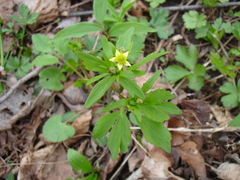 Ranunculus abortivus