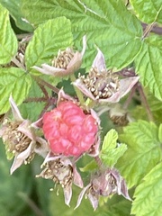 Rubus deliciosus