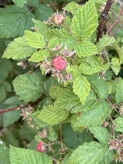 Rubus deliciosus