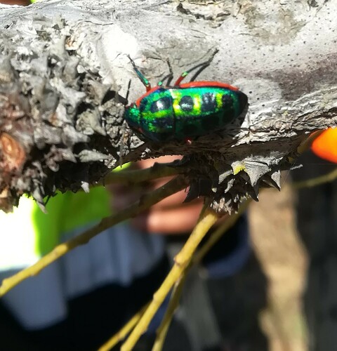 Rainbow Shield Bug