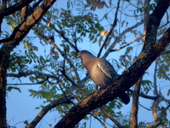 Patagioenas picazuro