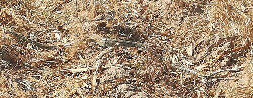 Southern African Python