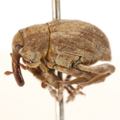 Neochetina eichhorniae