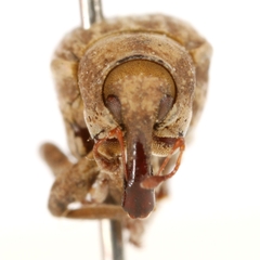 Neochetina eichhorniae