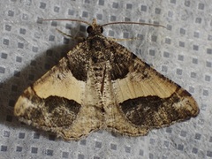 Frederickia hypaethrata