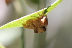 Telamonanthe