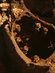Nannotrigona testaceicornis