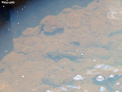 Ambystoma velasci