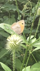 Coenonympha pamphilus