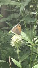 Coenonympha pamphilus