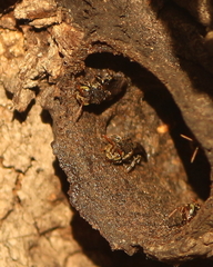 Nannotrigona testaceicornis