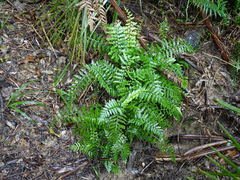 Asplenium lamprophyllum