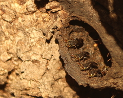 Nannotrigona testaceicornis