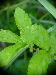 Dasineura ulmaria