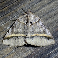 Celiptera valina