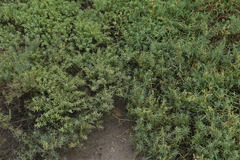 Suaeda arbusculoides