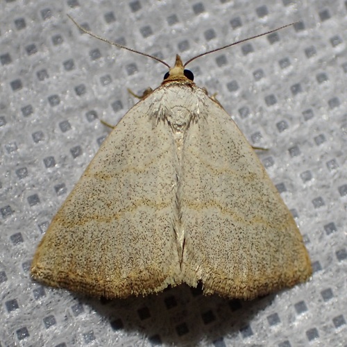Oxycilla tripla photo 2