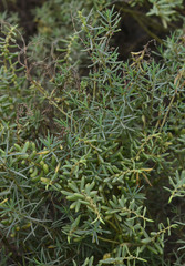 Suaeda arbusculoides