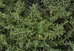 Suaeda arbusculoides