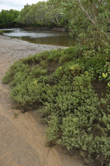 Suaeda arbusculoides