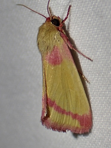 Heliocheilus toralis photo 3