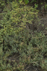 Suaeda arbusculoides