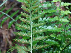 Asplenium lamprophyllum
