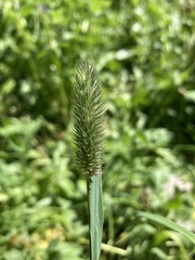 Phleum alpinum