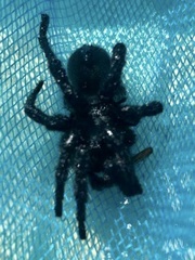 Amblyocarenum walckenaeri