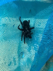 Amblyocarenum walckenaeri