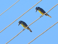 Pitangus sulphuratus