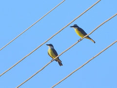 Pitangus sulphuratus