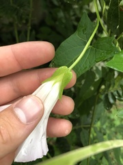 Calystegia sepium