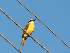 Pitangus sulphuratus