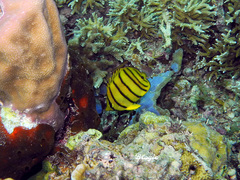 Chaetodon octofasciatus