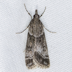 Eudonia torniplagalis