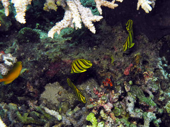 Chaetodon octofasciatus