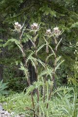 Cirsium osterhoutii