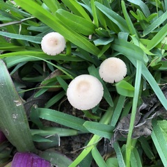 Panaeolus
