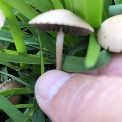 Panaeolus