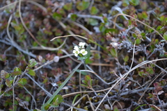 Eutrema edwardsii