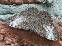 Hamadryas amphichloe