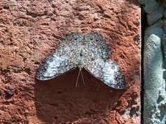 Hamadryas amphichloe